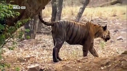 National Geographic Animals Documentary Discovery Channel Tigers Revenge 2015