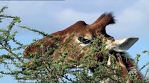 Shaba. Animal Adaptations | Nature Planet Doc Full Documentaries