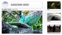 Vulture's Feast | Nature Planet Doc Full Documentaries