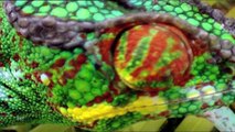 Chameleons. Camouflaged Hunters | Nature Planet Doc Full Documentaries