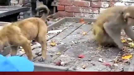 Puppies dog attacks monkey