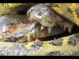 Animal attack crocodile attack anaconda,, dangerious fight wild NEW@croos~1