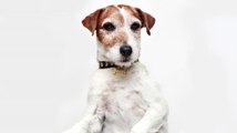 Uggie, le chien de The Artist est mort