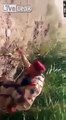 LiveLeak - Nerve racking video, Iraqi soldier digs up huge ied-copypasteads.com