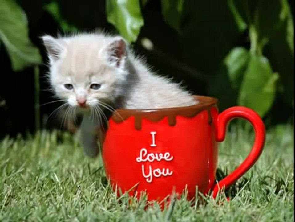 Nya! Nya! Nya! Nya! Nya!