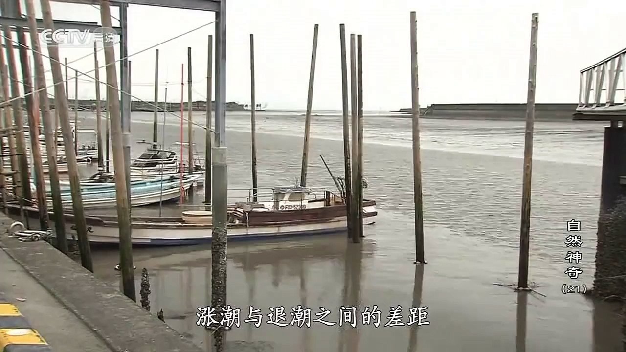 自然神奇（21）鱼儿的空中对决 1/2 CCTV高清720P