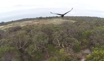Un aigle de 2 mètres attaque un drone dans le ciel