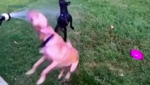 Beautiful Dogs Love Water , Classical Video Must Watch