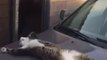 Кот спит на капоте машины как человек