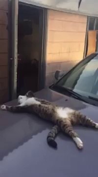 Кот спит на капоте машины как человек