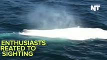 White Whale Is Extremely Chill About Its Rareness
