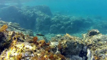 Snorkeling - Blanes (Costa Brava) - Juillet 2015