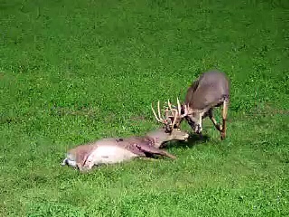 deer fighting