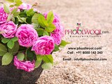 Send Flowers, Cakes and Personalized Gifts online from Phoolwool.com