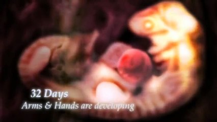 Ted.com talk - Conception to birth visualized - Alexander Tsiaras