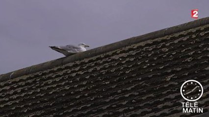 Télématin : attaque de goélands à Calais