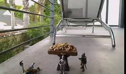 Funny Squirrel Thief Steals Food from Medieval Guards!