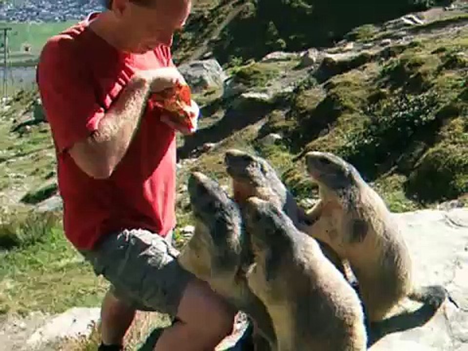 Murmeltiere in Saas Fee 2008 (mit Ton)