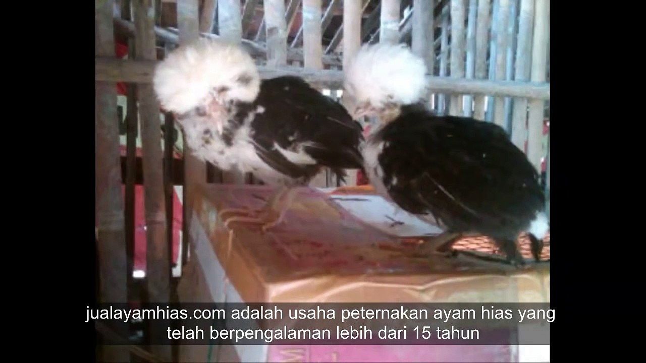 Ayam Hias Jambul atau Ayam Polan