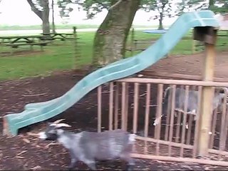 Un bouc pas comme les autres