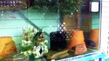 Outdoor Aquarium 110 Gallon Toronto ON Canada Aug.8,,2013 -update  2 of 2 morning light