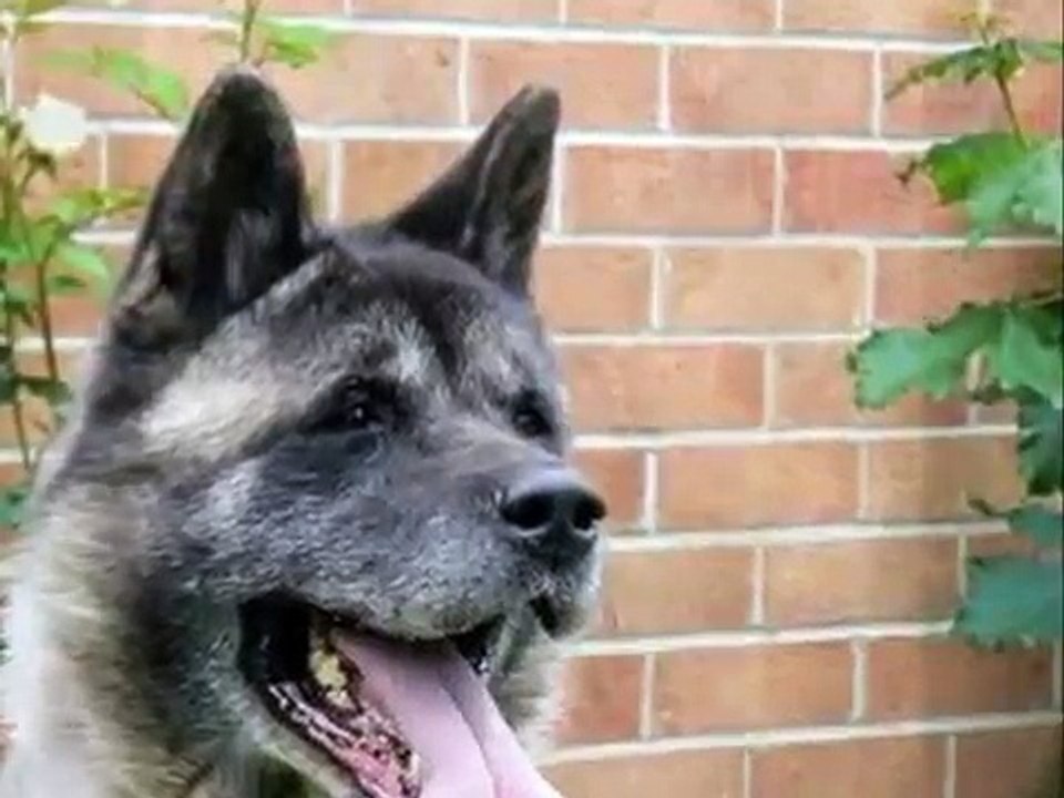 O Akita Americano. Grande Cão Japonês. The American Akita.