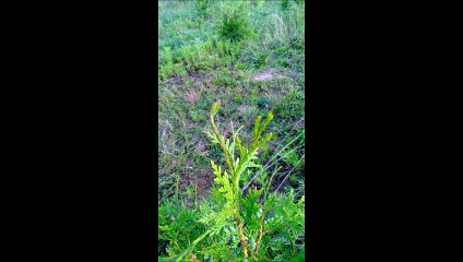 Green giants are here at Highland Hill Farm