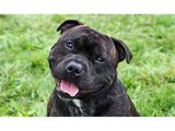 staffordshire bullterrier Terrier Dog Breed Picture collection