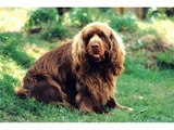 sussex spaniel puppies and Terrier Dog Breed Picture collection