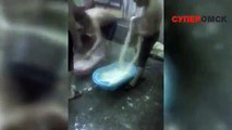 Технология приготовления омского сыра-косичка