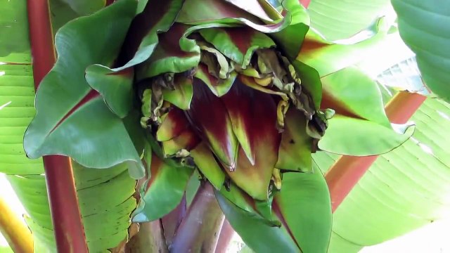 Tropical Garden Melbourne Australia palms bananas ponds
