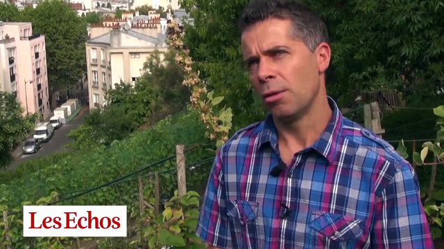 Paris : le vignoble caché de la butte Bergeyre prépare les vendanges