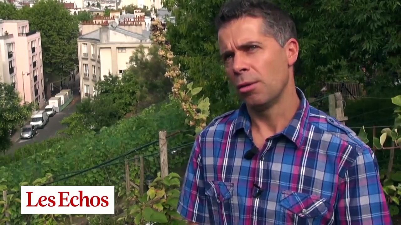 Paris : le vignoble caché de la butte Bergeyre prépare les vendanges