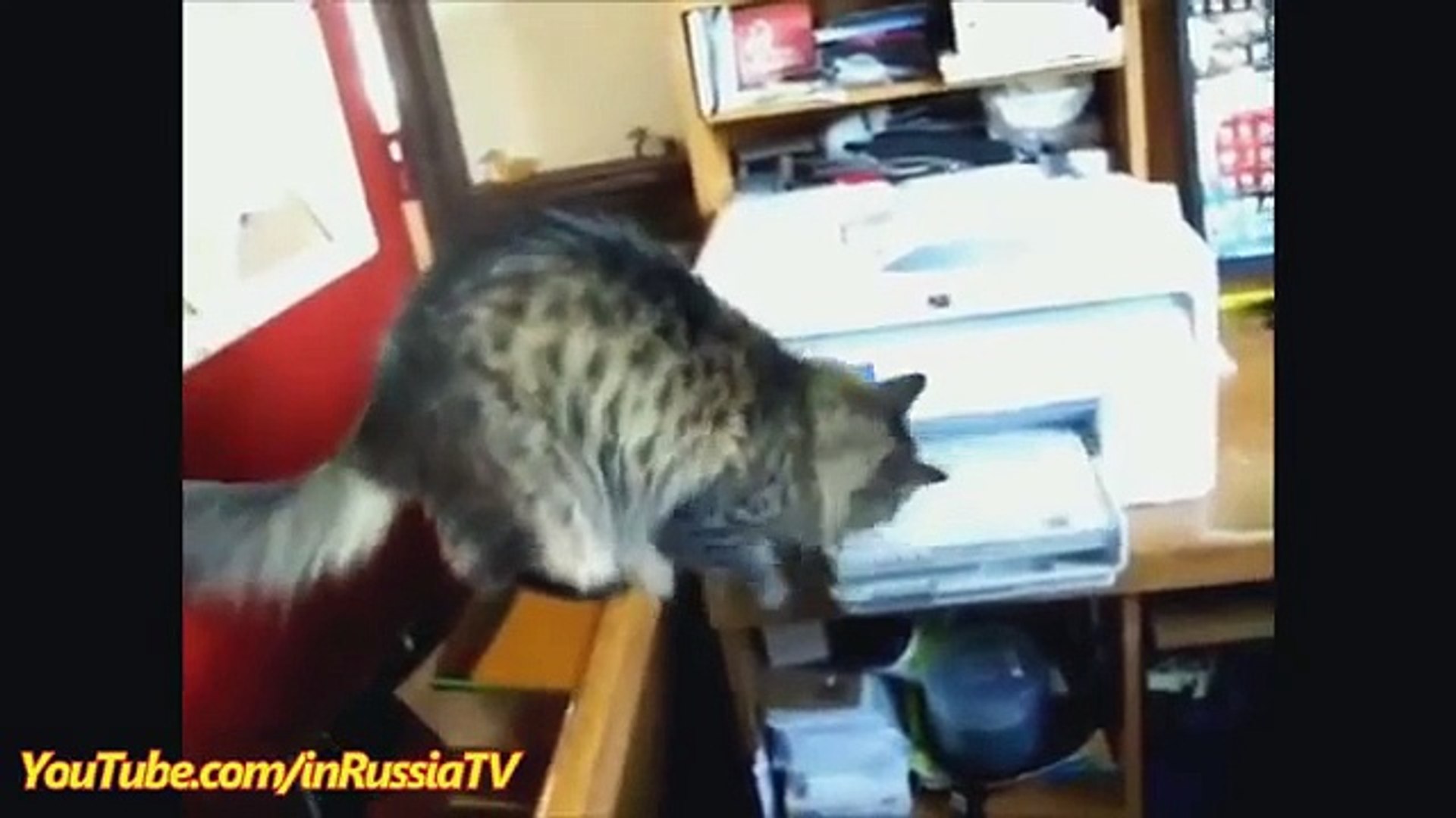 FUNNY VIDEOS:  Funny Cats.   Funny Animals.   Funny Cats vs Printer   Cats Funny Compilation