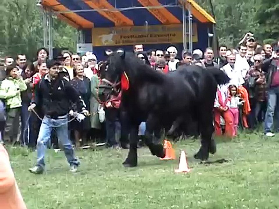 CAL CU CINCI PICIOARE !!!