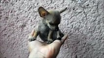 Micro teacup chihuahua puppies -  Cachorra Chihuahua Micro Bolsillo