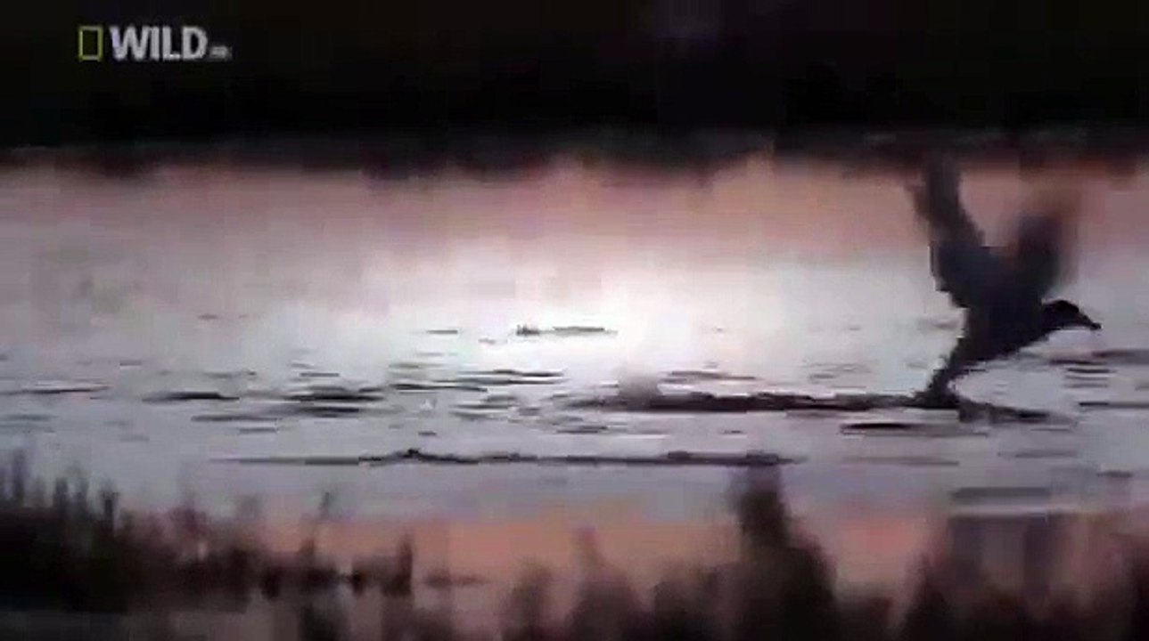 Discovery Channel :Program Of Animal Plant Full HD Video