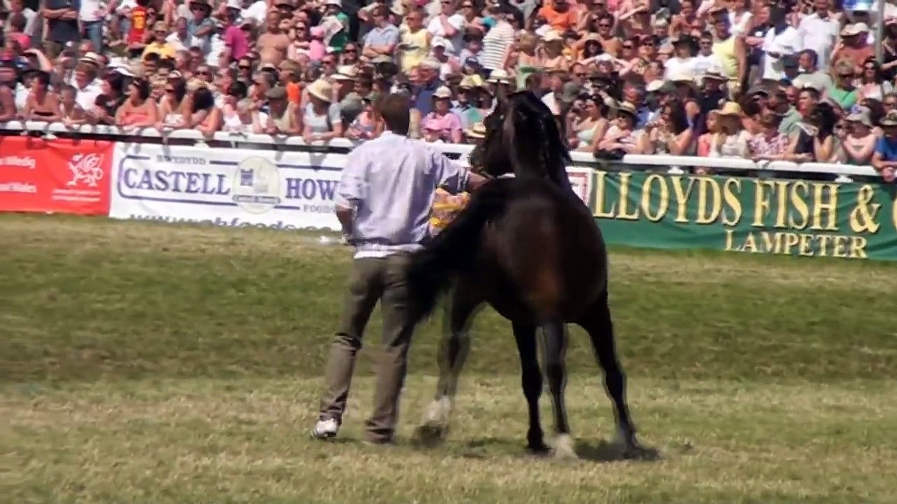 Welsh Cobs Royal Welsh Show 2012