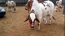 Brown and White 2 Dant Heavy Bull Price VIDEO by Bakra Mandi Pakistan