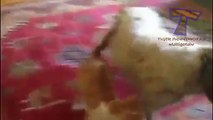 ★★ Funny cats annoying dogs   Cute animal compilation ★★ mp4   Video Dailymotion
