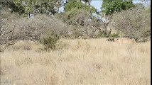 Pride of Lions tries to take down a Buffalo