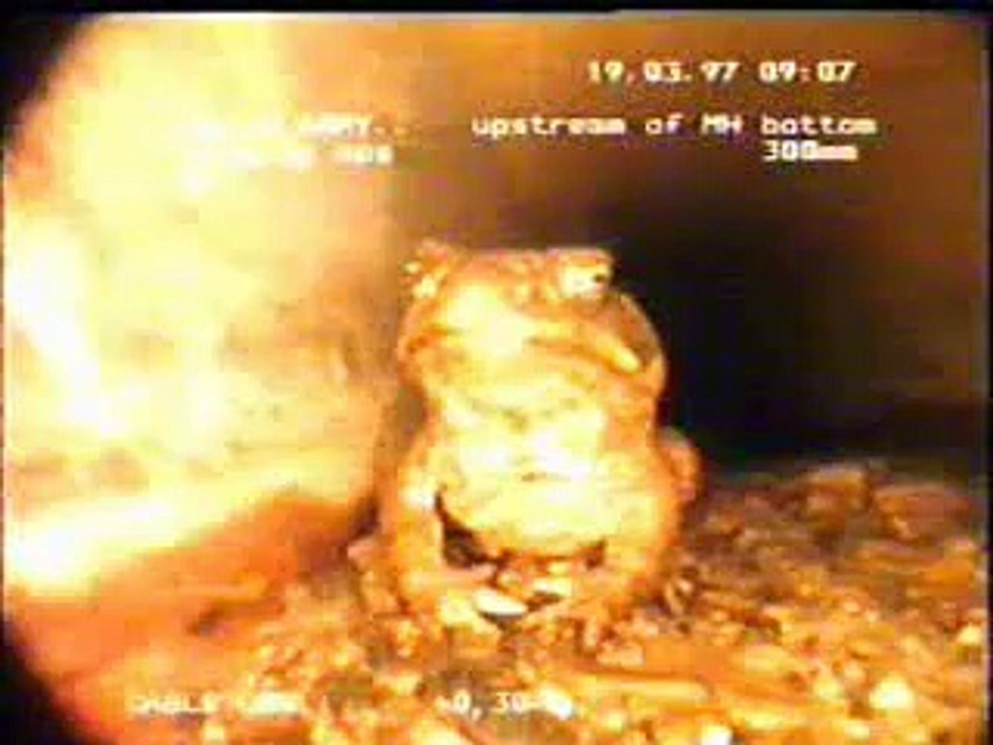 Cane toad up a sewer pipe