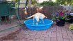 Cette labrador remplie sa piscine canine toute seule