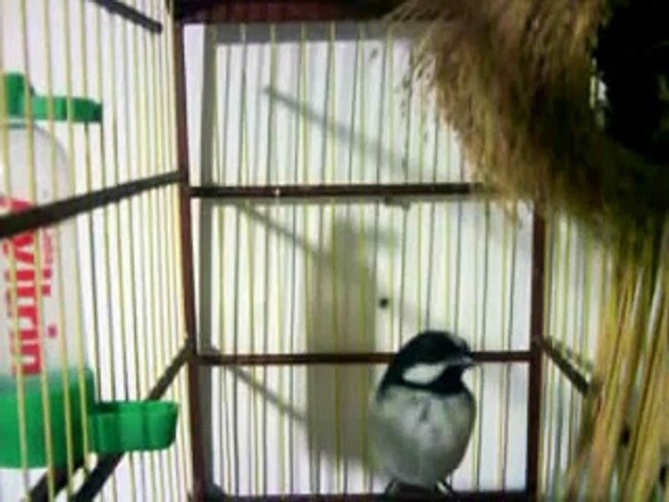bigode canto lindo