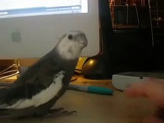 Cockatiel Singing Addams Family Theme (poorly)