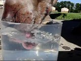 Amazing Doggy Drink watch Super Slow Motion Tongue see what really happens