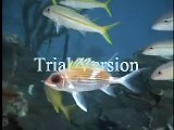 (CORAL REEF) UNDERWATER VIDEO (TROPICAL FISH) CORAL REEF  RELAXATION