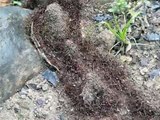 Siafu - Army Ants of Tanzania