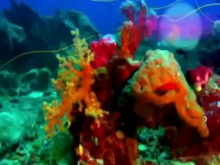 Зиг и Шарко Cartoon Episode 47 48