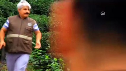 Yaralı ayı için seferber oldular